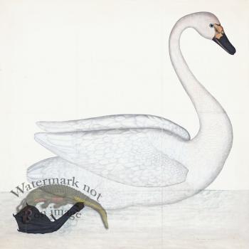 Rudbeck 001 Swan 31x31